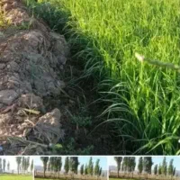 نشا تخم چلتوک فجر نخ بلند درجه یک