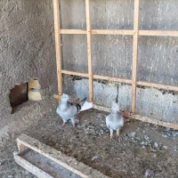 یه جفت کبود دم سفید