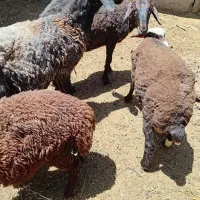 قصاب تلفنی در محل شما