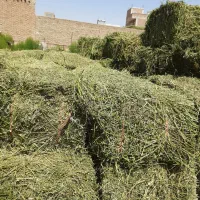 فروش ۶۰بسته یونجه چین اول با علف
