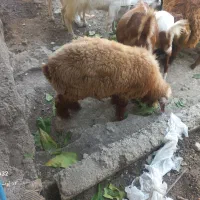 بره و بز
