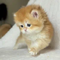 استخدام نیروی نظافت خانم مسلط به امور منزل