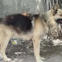 سگ  نر|سگ|آستارا, |دیوار