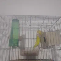 یک جفت مرغ عشق رنگ خاص نروماده