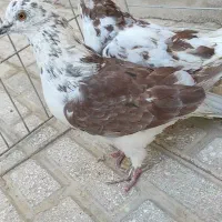 کفتر|پرنده|اردکان, |دیوار