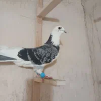 ابلغ پولکی
