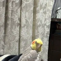 عروس هلندی گم شده