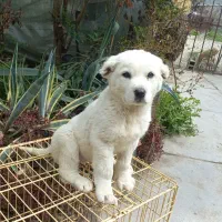 سگ آلابای اصیل