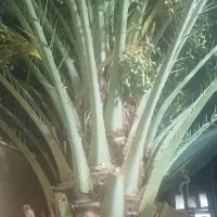 نخل بارده