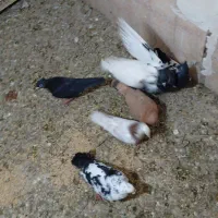 کفتر