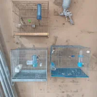 سهره جوجه قفس چهار گل مست