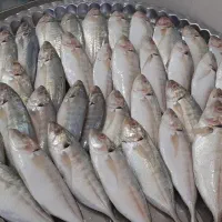 ماهی تازه رسید.طلال درشت ۱۵۰