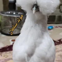 فروش جوجه و تخم نطفه دار نژاد سلطان اصیل|حیوانات مزرعه|رشت, جانبازان|دیوار
