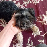 حیوان خانگی