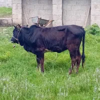 لیشه چالوسی