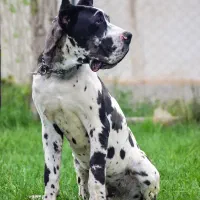 گریت دین ۷ ماهه هارلی کویین