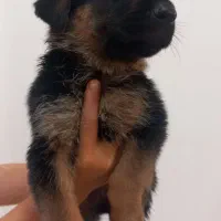 سگ ژرمن شولاین