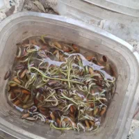 شلتوک بذری