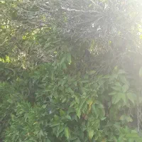 فروش خونه وباغ