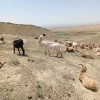نربز|حیوانات مزرعه|تربت جام, رضاآباد|دیوار
