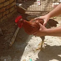 خروس|حیوانات مزرعه|سنقر, |دیوار