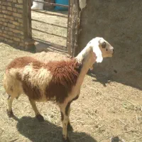 بره‌ماده‌پلنگی