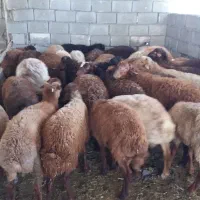 فروش گوسفند زنده (ارکح)نذریات ومصارف