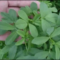 یونجه