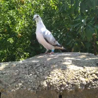 کبوتر سارغون ماده مست مست معاوضه با تکپر