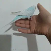 مرغ عشق