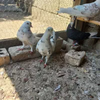 کبوتر تکپر