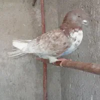 کفتر گرفتنی