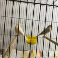 یک جفت قناری نر ماده زیبا پرنده