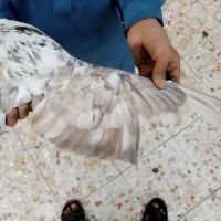 کفتر فروشی