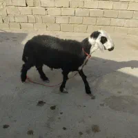 گوسفند نر عوسی