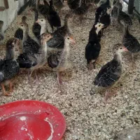 جوجه بوقلمون  (برنز انگلیسی )