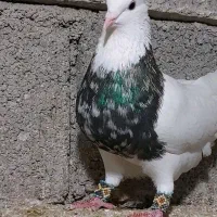 کانال خرید فروش کبوتر