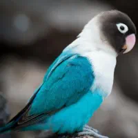 کوتوله نرسخنگوفول دستی رنگ خاص دورنگ