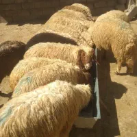 بره|حیوانات مزرعه|کوهنانی, |دیوار