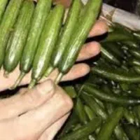 خیارشور