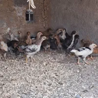 جوجه مرغ محلی سالم