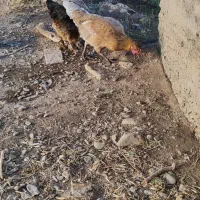 مرغ وار