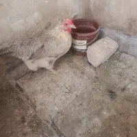 یک مرغ تخم گذار معاوضه با مرغ کرچ