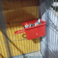 یک جفت فنچ جوانه
