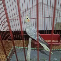 عروس هلندی