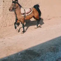 نریون کره شکار شریف