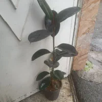 گلهای زیبا و با کیفیت