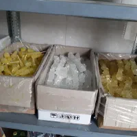 نبات شاخه چوبی