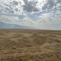کاه گندم و جو