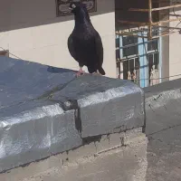کبوتر  صرب